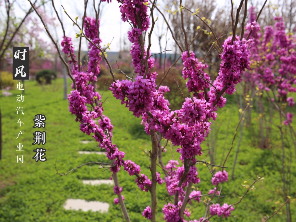 時(shí)風(fēng)電動(dòng)產(chǎn)業(yè)園紫荊花